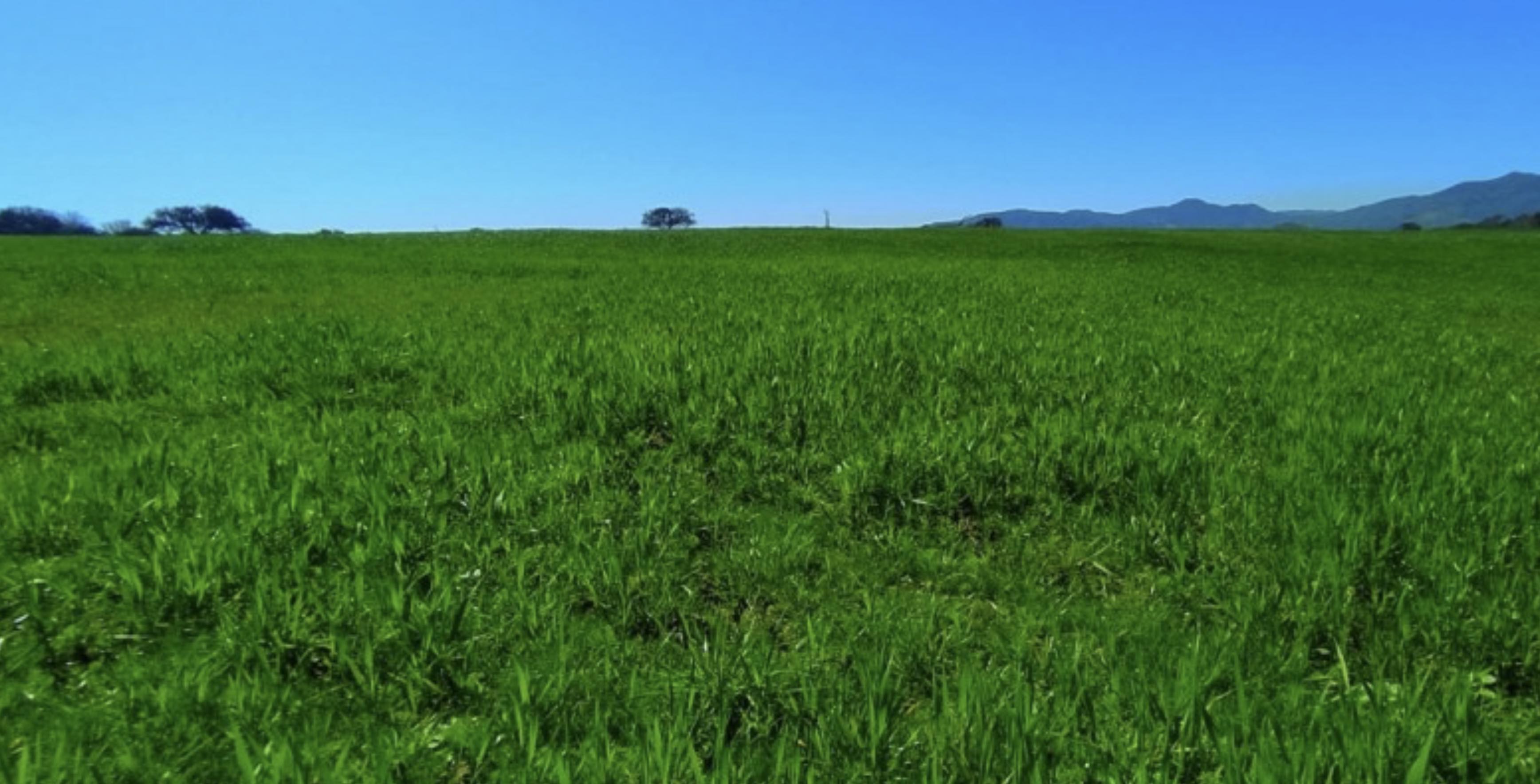 Campo Agrícola de 80,6 Hectáreas en Venta o Arriendo en Lolol, Región de O'Higgins